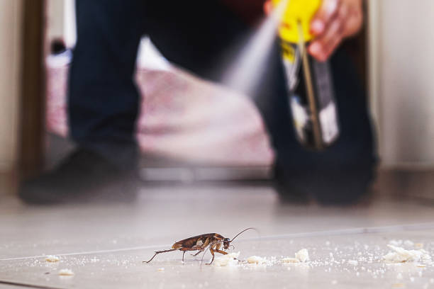 Best Rat Extermination Near Me  in Caryville, TN